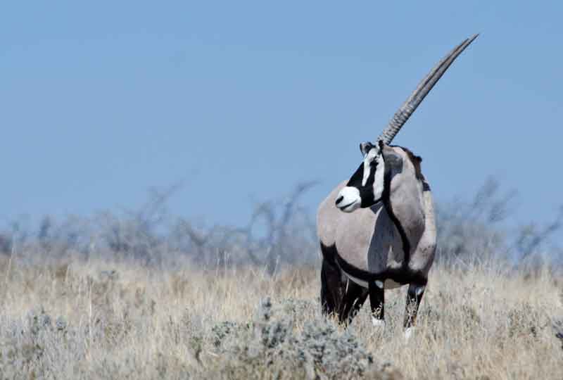 173 - Namibia - antilope Orix - parque nacional de Etosha